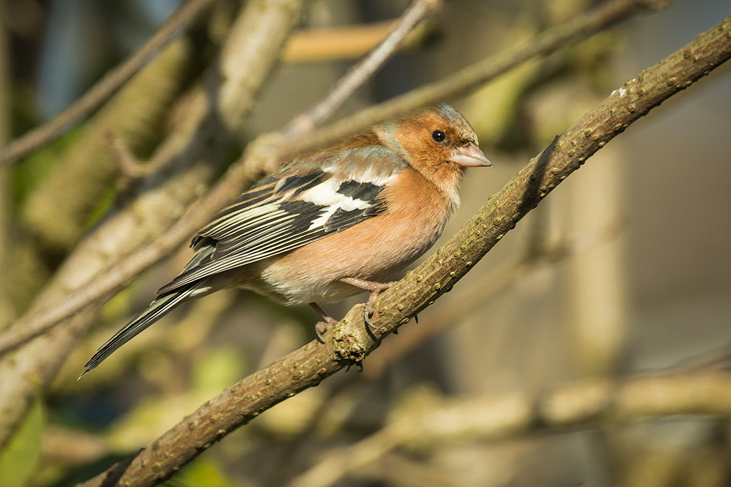 Chaffinch-(web).jpg