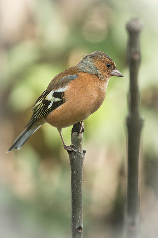 Chaffinch-(web).jpg