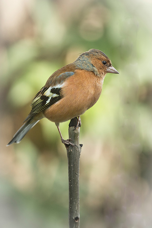 Chaffinch-(web) copy.jpg