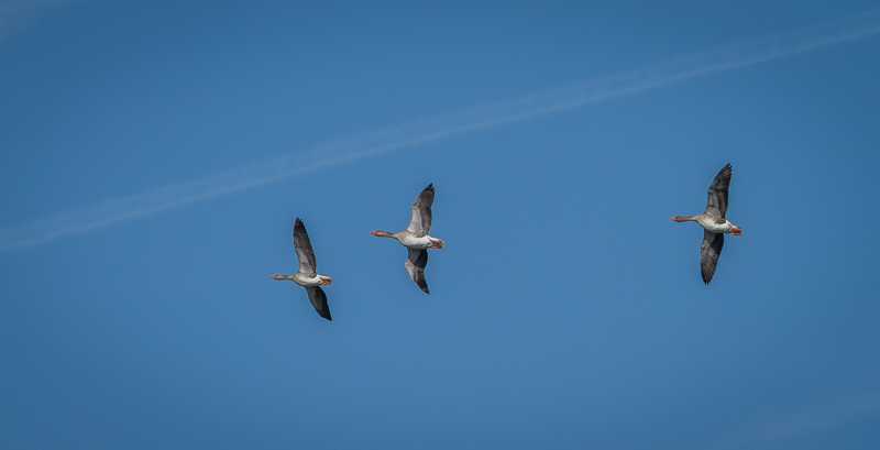 Canada Geese in Flight.jpg