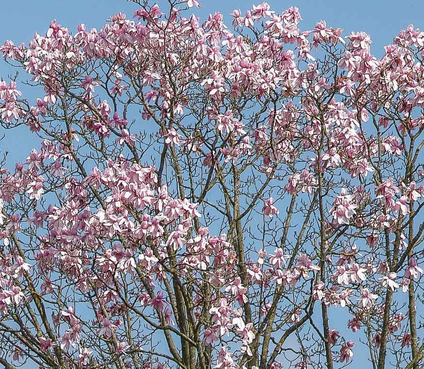 Blossom detail.jpg