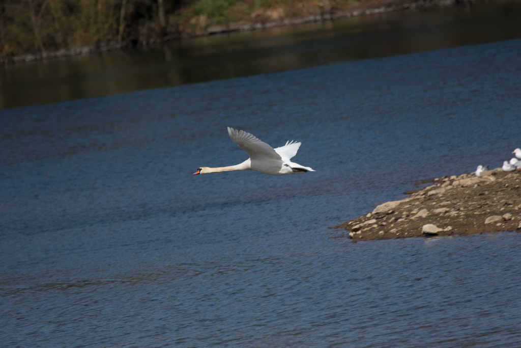 20150412 1DX 0042 Mute Swan.JPG