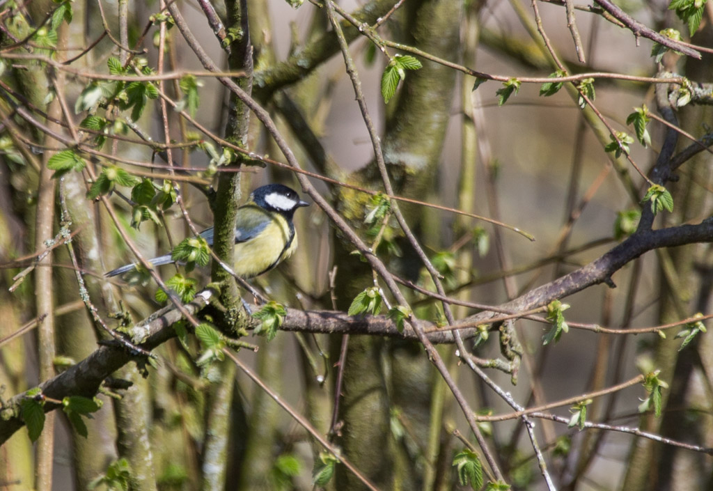 20150412 1DX 0011B Blue Tit.JPG