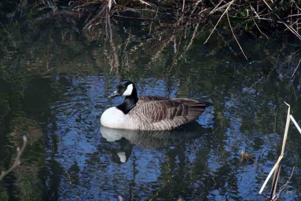 7-Canada Goose 0377.jpg