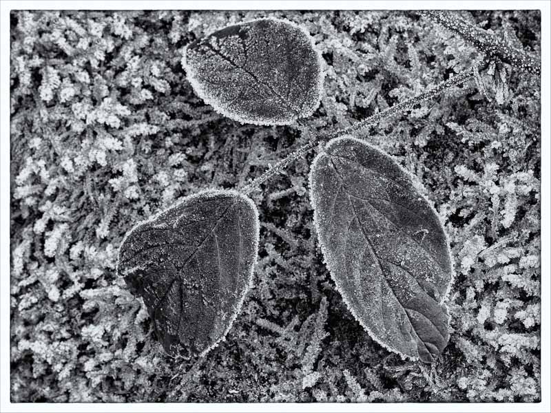 Frosted Leaves - Mono.jpg