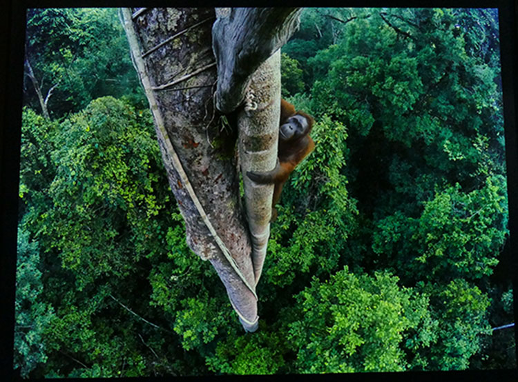 Orangutan winner taken with GoPro.jpg