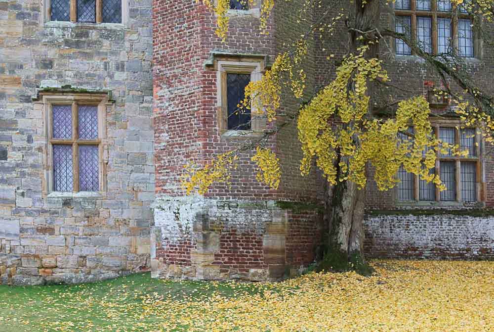 2A-Windows in Autumn IMG_0136.jpg