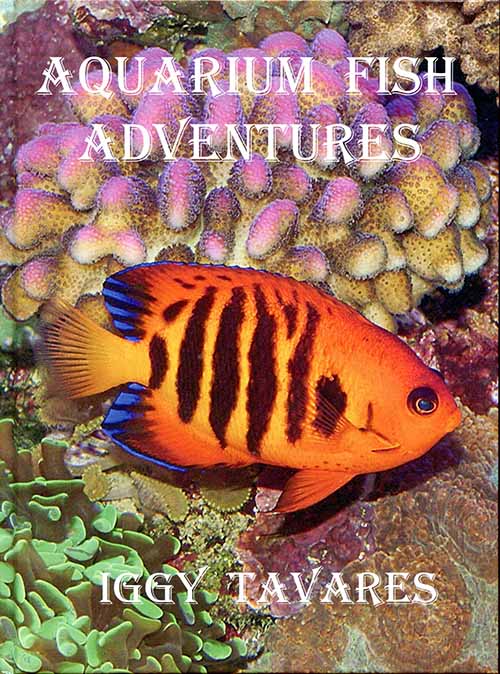 Aquarium Fish Adventures-2A.jpg
