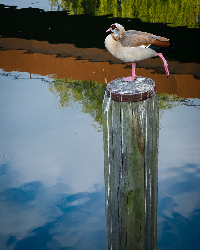 Pole Dancing.jpg