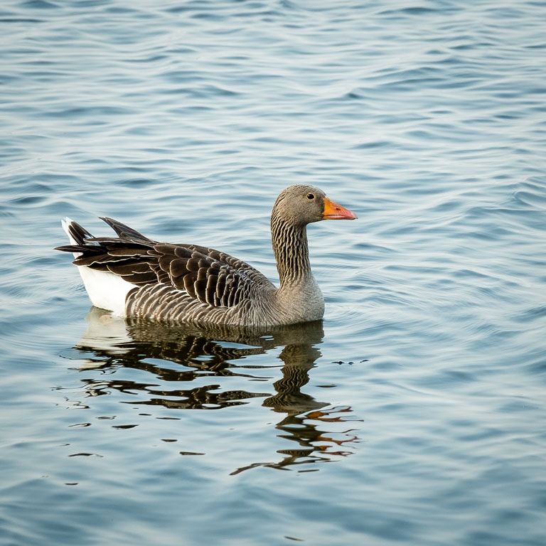 Greylag Goose.jpg
