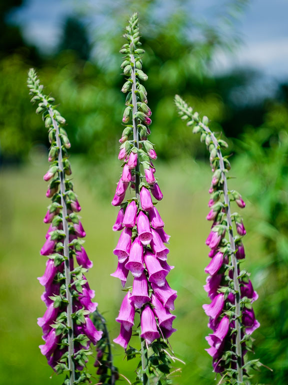 Foxglove (1 of 2).jpg