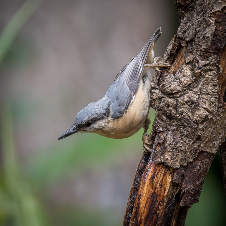 20170714 7D2 0173 Nuthatch.JPG