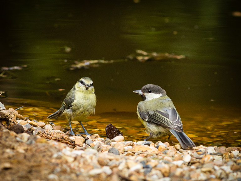 Unidentified birds (2 of 2).jpg