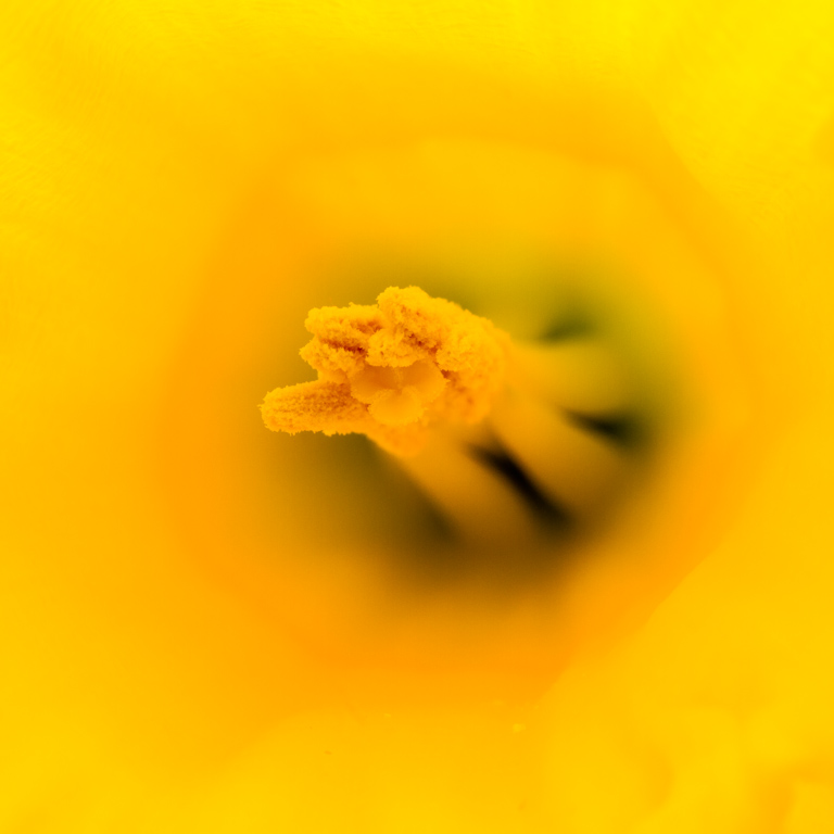 Daffodil Stamens.jpg