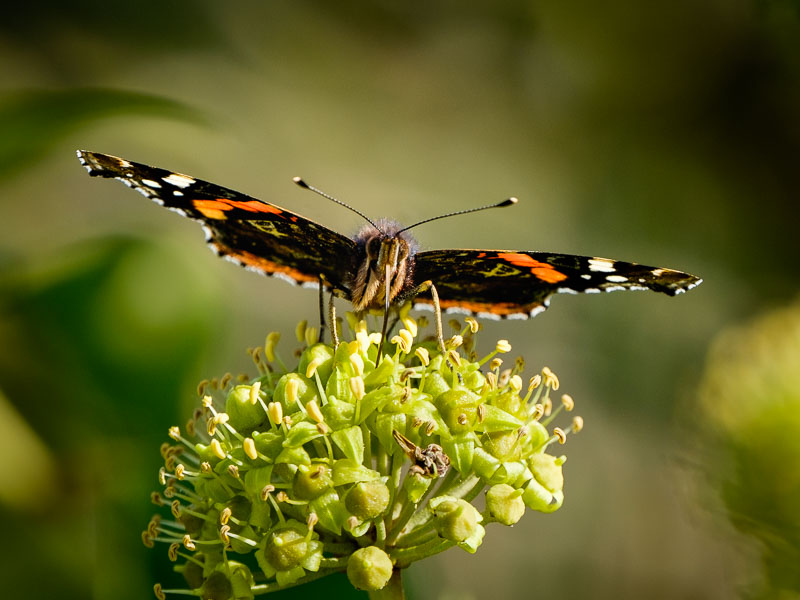 Red Admiral Feeding.jpg