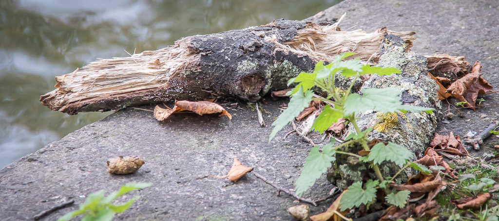 20171013 7D2 0018 A Chip of the Old Block at Crystal Palace Park.jpg