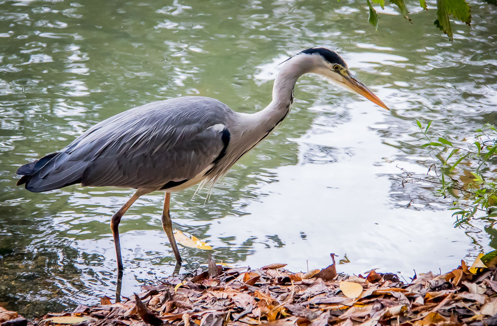 20171013 7D2 0053 Grey Heron at Crystal Palace Park.jpg