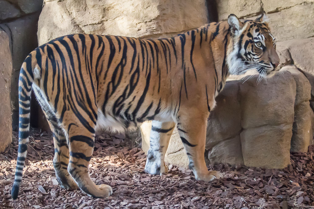 20171123 7D2 0025 Sumatran Tiger.jpg