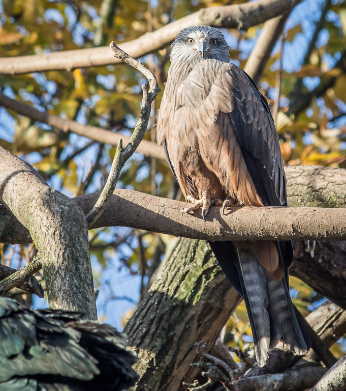 20171123 7D2 0070 Black Kite.jpg