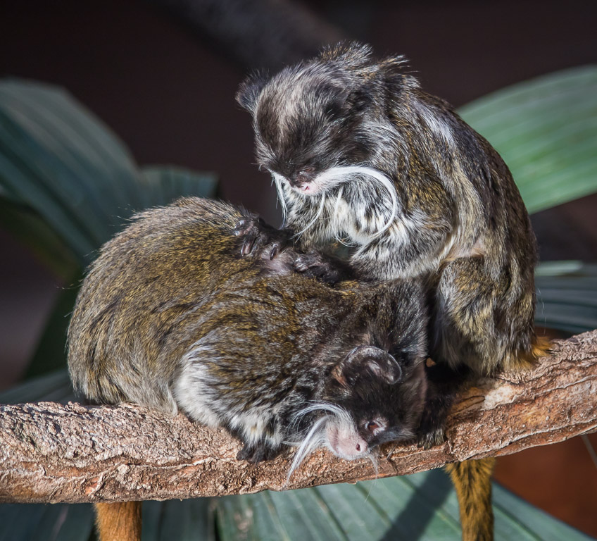 20171123 7D2 0163 Emperor Tamarin.jpg