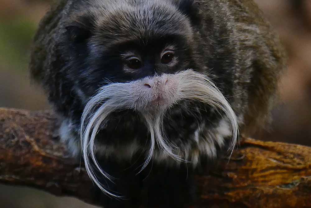 1CCC-Nice Moustache - Emperor Tamarin P1340703.jpg