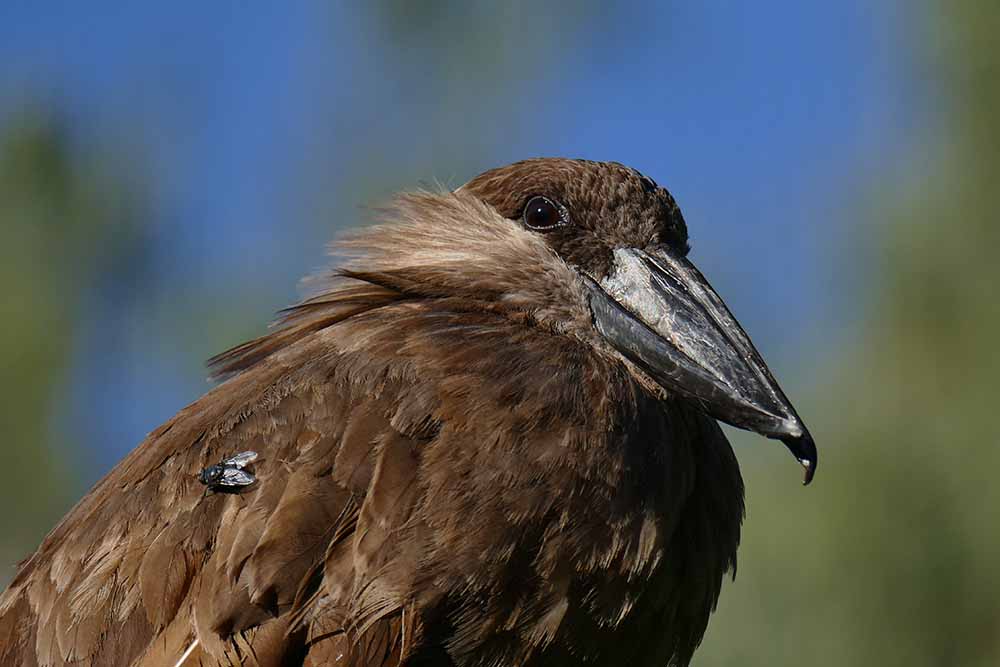 1CCC-Hamerkop with Fly P1340422.jpg