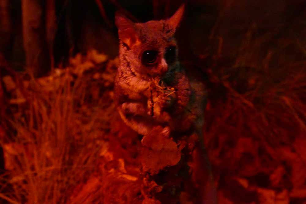 1CCC-Bush Baby in red light P1340839.jpg