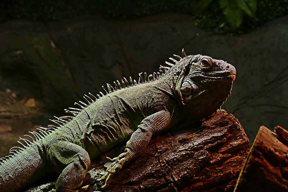 1CCC-Iguana in Low Light P1340693.jpg