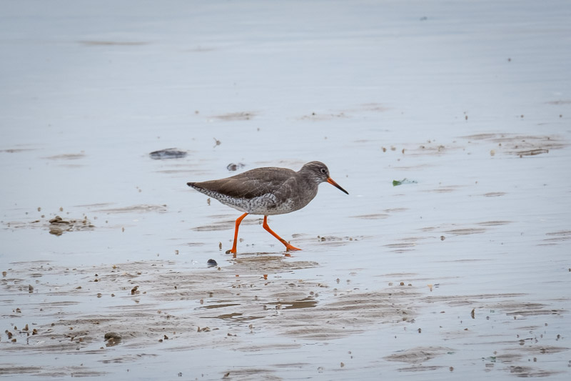 Redshank.jpg