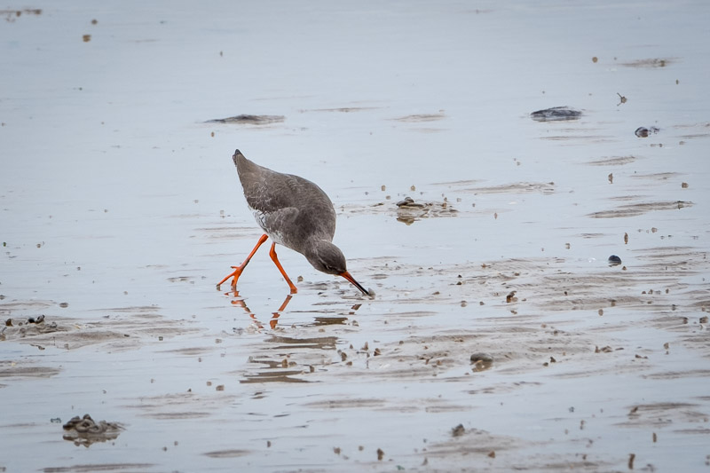 Redshank Ballet.jpg