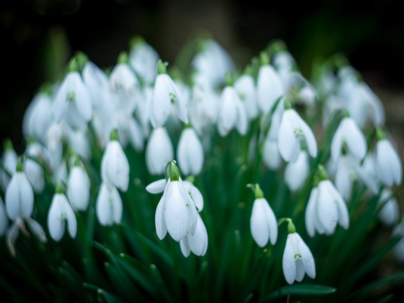 Snowdrops at Compton Valence.jpg