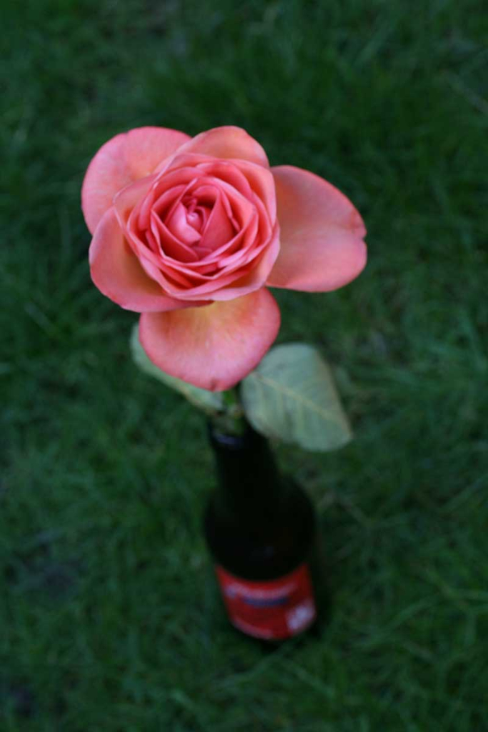 1s-Rose in a bottle IMG_0659.jpg