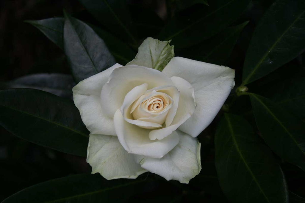 3-White Rose - Cheasp Canon 18-55 lens IMG_0695.jpg