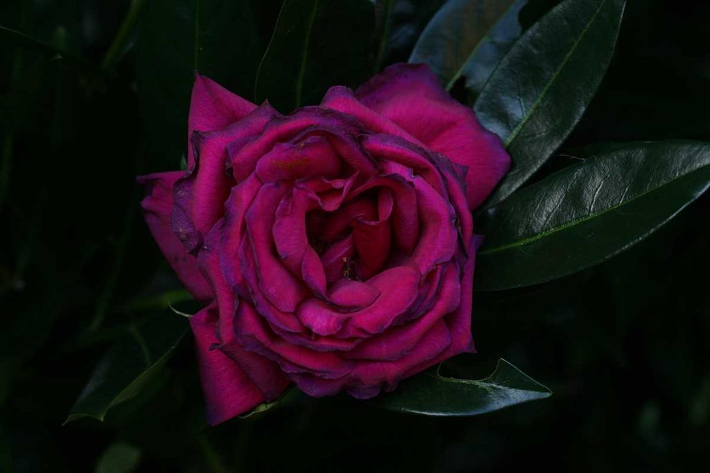 3-Fading Red Rose IMG_0715.jpg