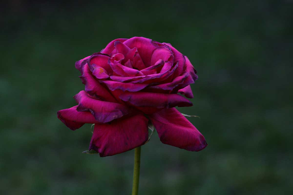 3-Hand held rose & Camera!!!  IMG_0736.jpg