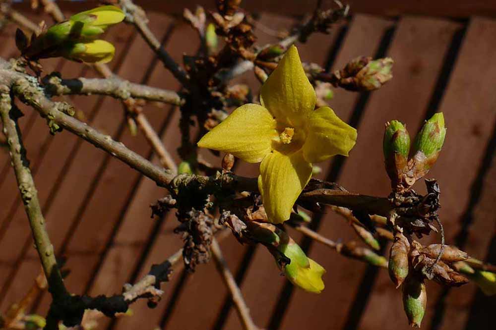 1A-Yellow Flowers  Forsythia maluch P1370062.jpg