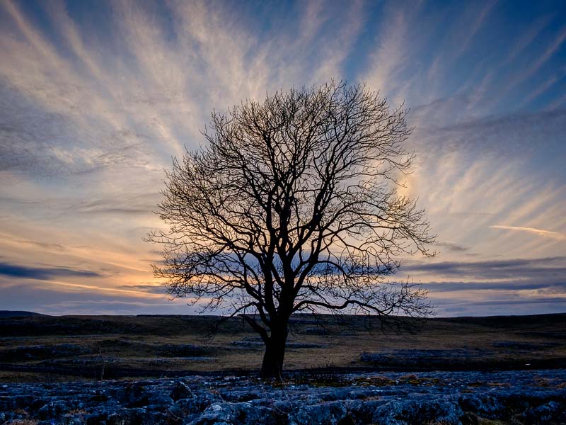 Lone Tree Malham.jpg