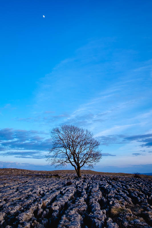 Malham Tree Moon.jpg