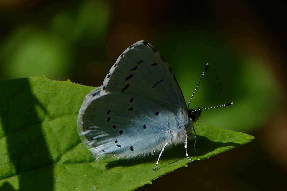 2X-Blue Butterfly P1390552.jpg