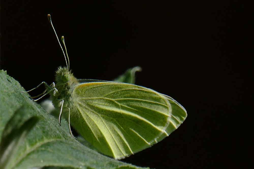 2X-White Butterfly P1390550.jpg