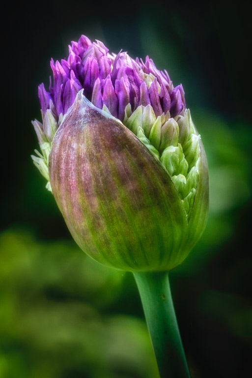 Allium Bud.jpg