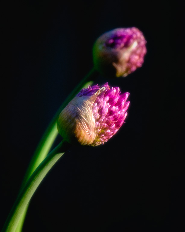 Allium Buds.jpg