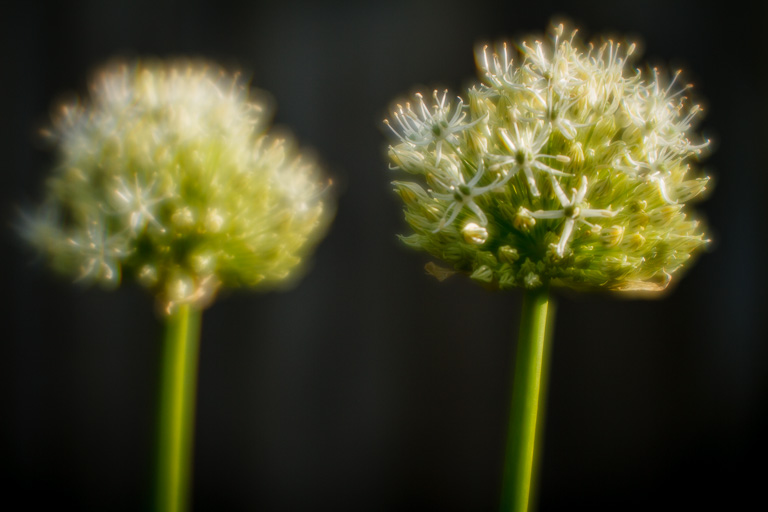 Alliums.jpg