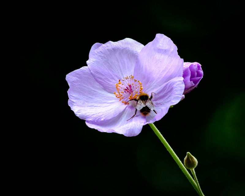 Bee on a Flower.jpg