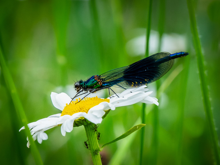 Banded Demoiselle.jpg