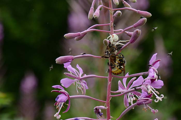 3 Spider Bee Wasp Iggy Tavares P1410811.jpg