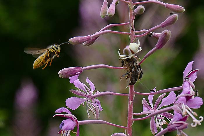 2 Spider Bee Wasp Iggy Tavares P1410802.jpg