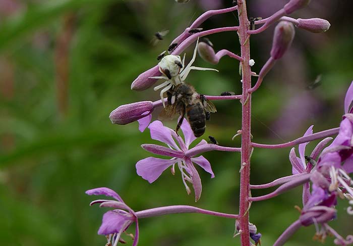 1 Spider Bee Iggy Tavares P1410796.jpg