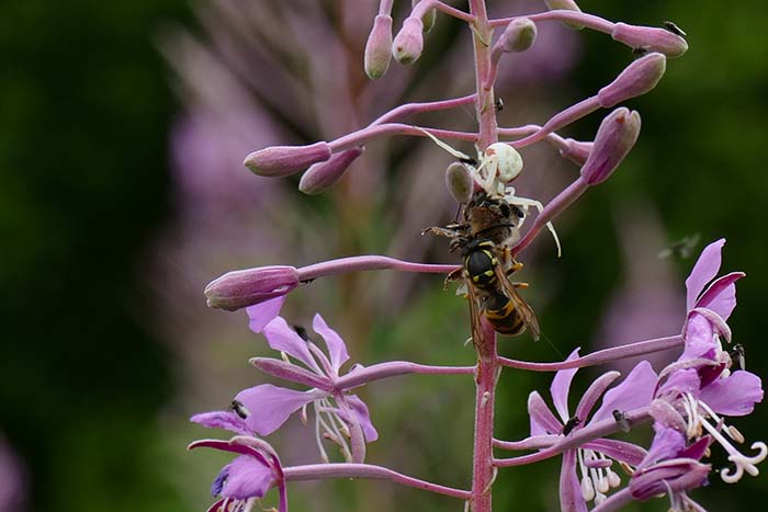 3b Spider Bee Wasp Iggy Tavares P1410816.jpg