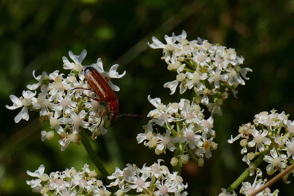 x1-Red Soldier Bettle - Iggy Tavares.jpg